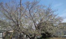 遊具のなんにも無い公園だけど、ちょっとみどりっぽい花の桜はきれいだよ‼