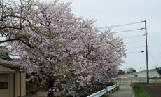 今年も満開の桜みごとでした。