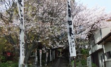 大日寺参道の桜