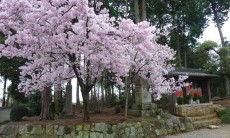 見事な花‼　ソメイヨシノではないのかも？