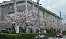 咲きました‼　今年も桜並木がみごとです。