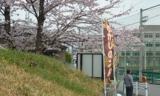 梅村公民館の前の桜、この辺は桜の木が多いよ。