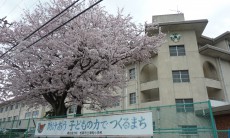 桜花‼　校門の左右と通用門にも大きな桜の木。