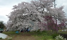 大きくのびのびと枝を広げ、花の重み？で地面すれすれまで咲いてます。ご近所がいっぱいやって見えました。