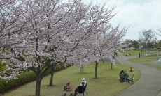 まだ若木だけど、子どもずれでゆっくり花見ができるよ。