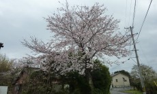 春になると、桜がきれいだよ。