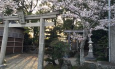 八柱神社の桜はねこ山の後ろ側？から見るのがおすすめだよ。