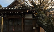 桜情報が次々来ています‼　大日寺と八柱神社の桜もきれいに咲きました。大日寺は古木だよ。