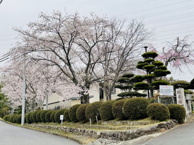 image_50416897